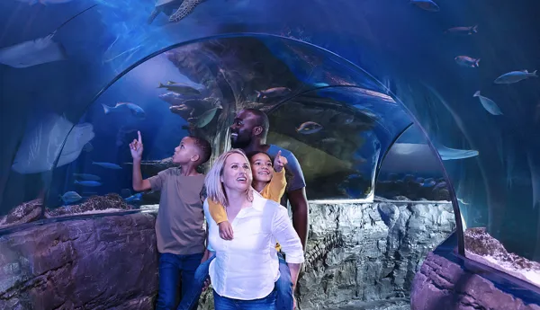 Ocean Tunnel Family
